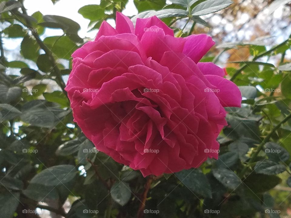 Fort Worth botanical gardens