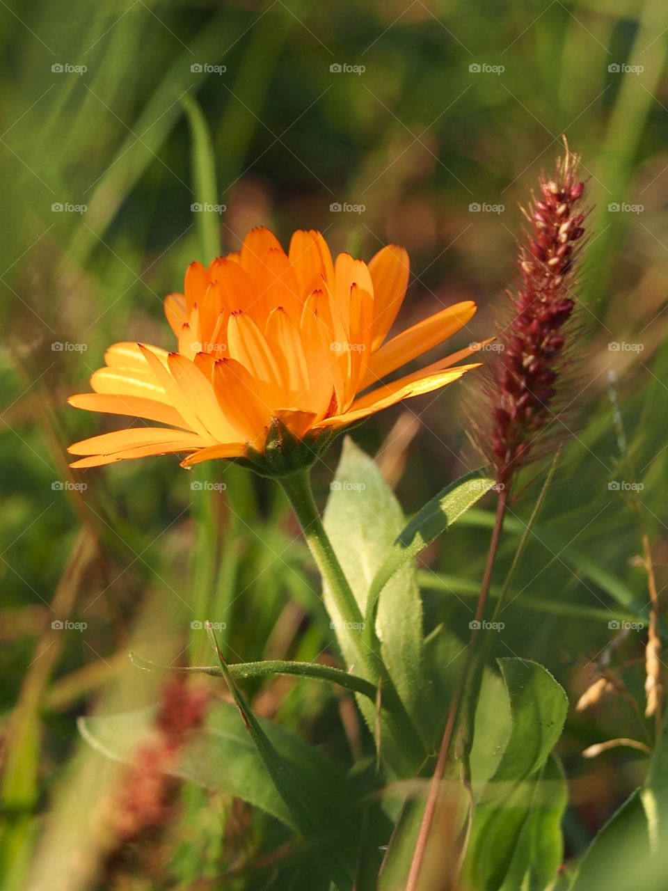 Calendula