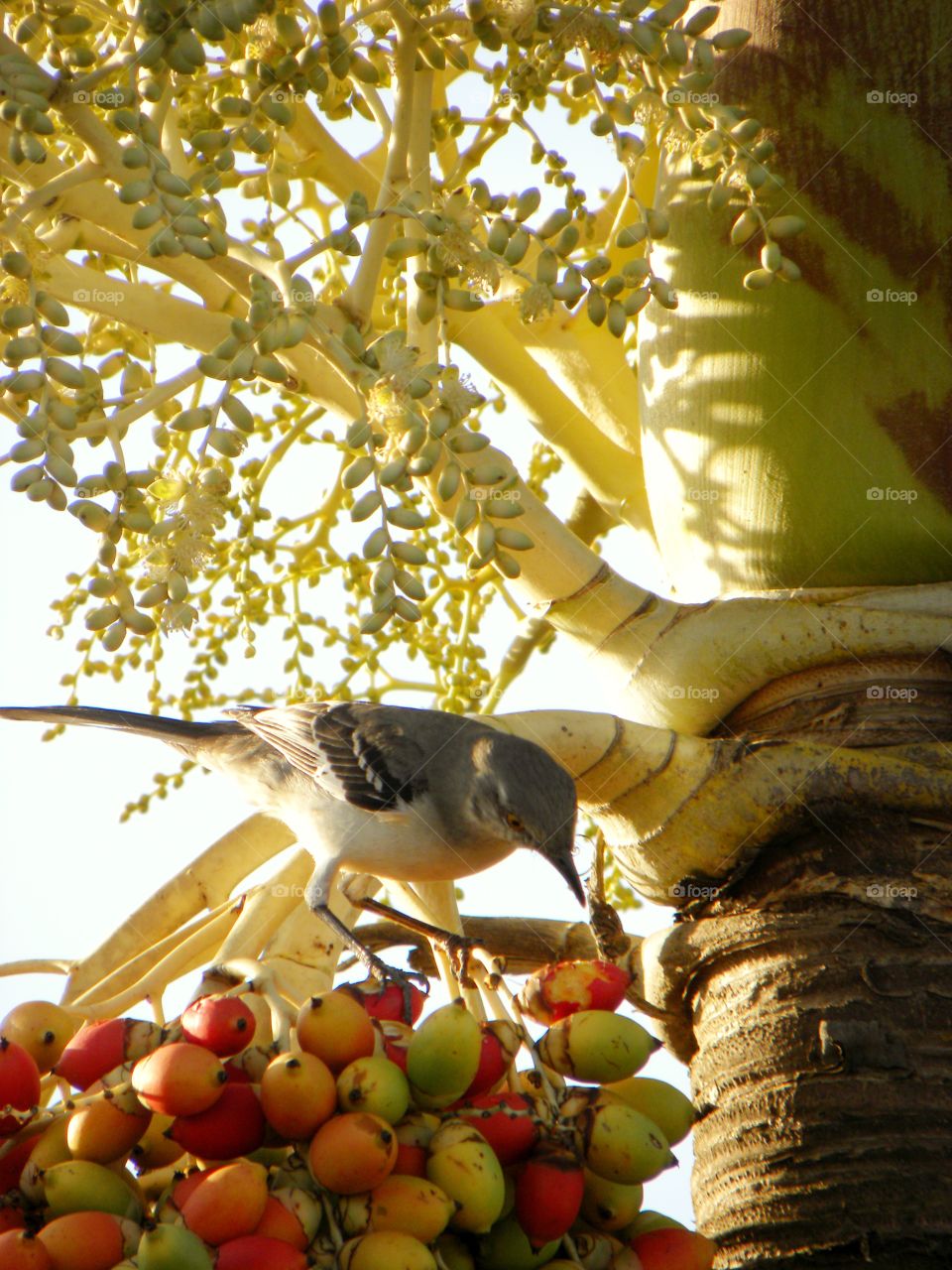 Bird on fruit eating