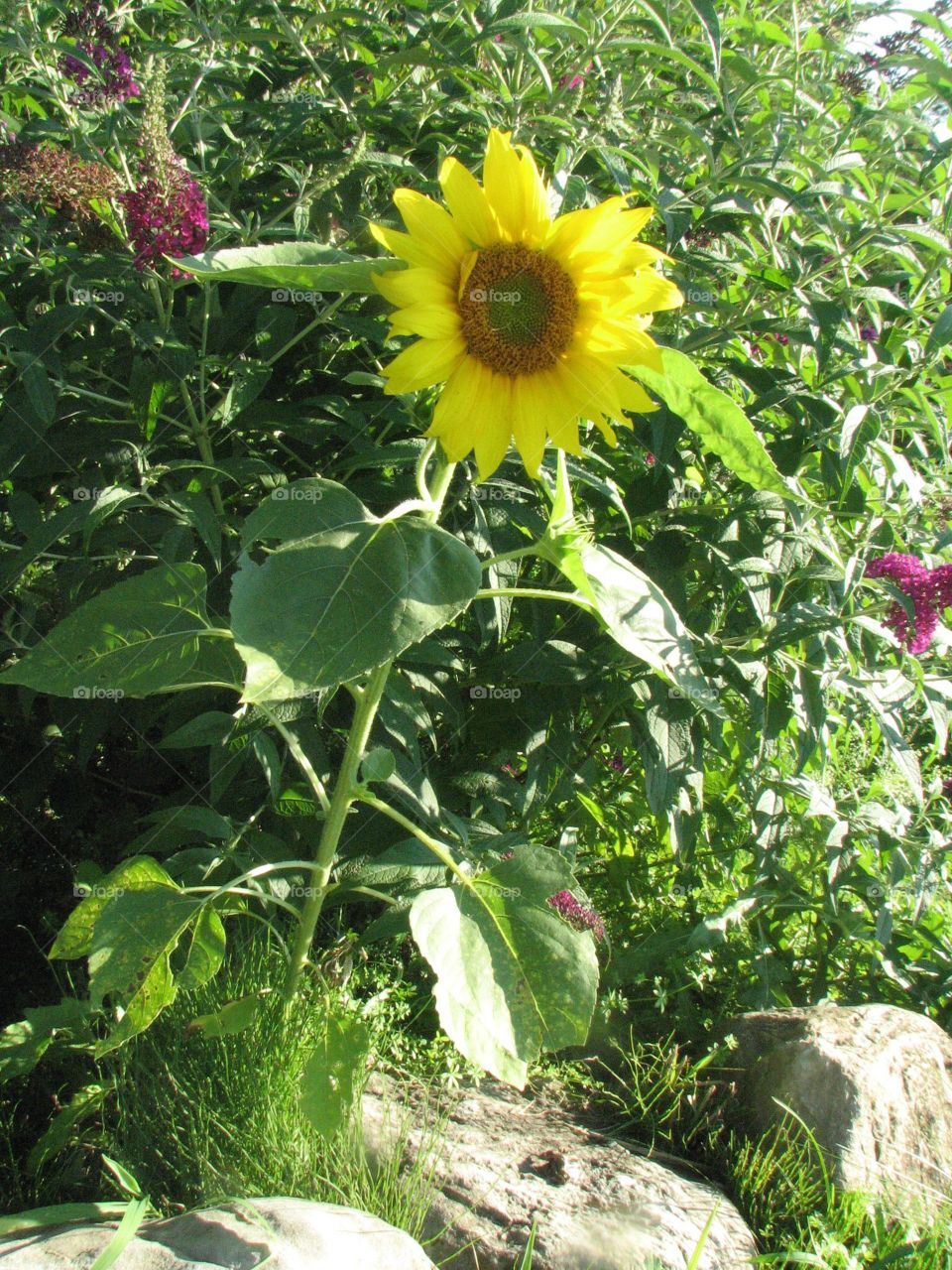 Beautiful backyard flowers, sunflower 