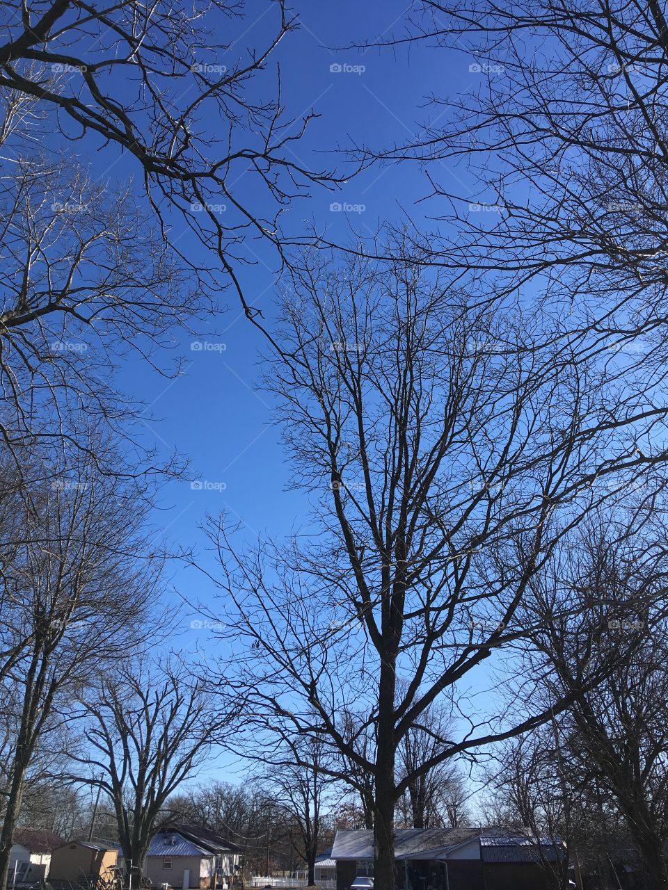 Beautiful blue sky! Trees surrounding welcoming the day. Sunshine shows warmth when it’s really not.
