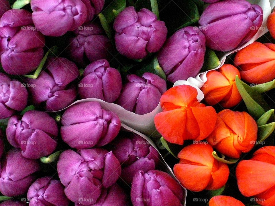 orange and purple tulips