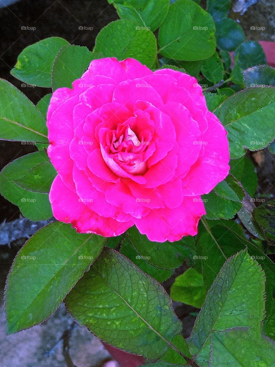 beautiful pink 💕rose 🌹flower🌺🌻🌹🌷 in our garden