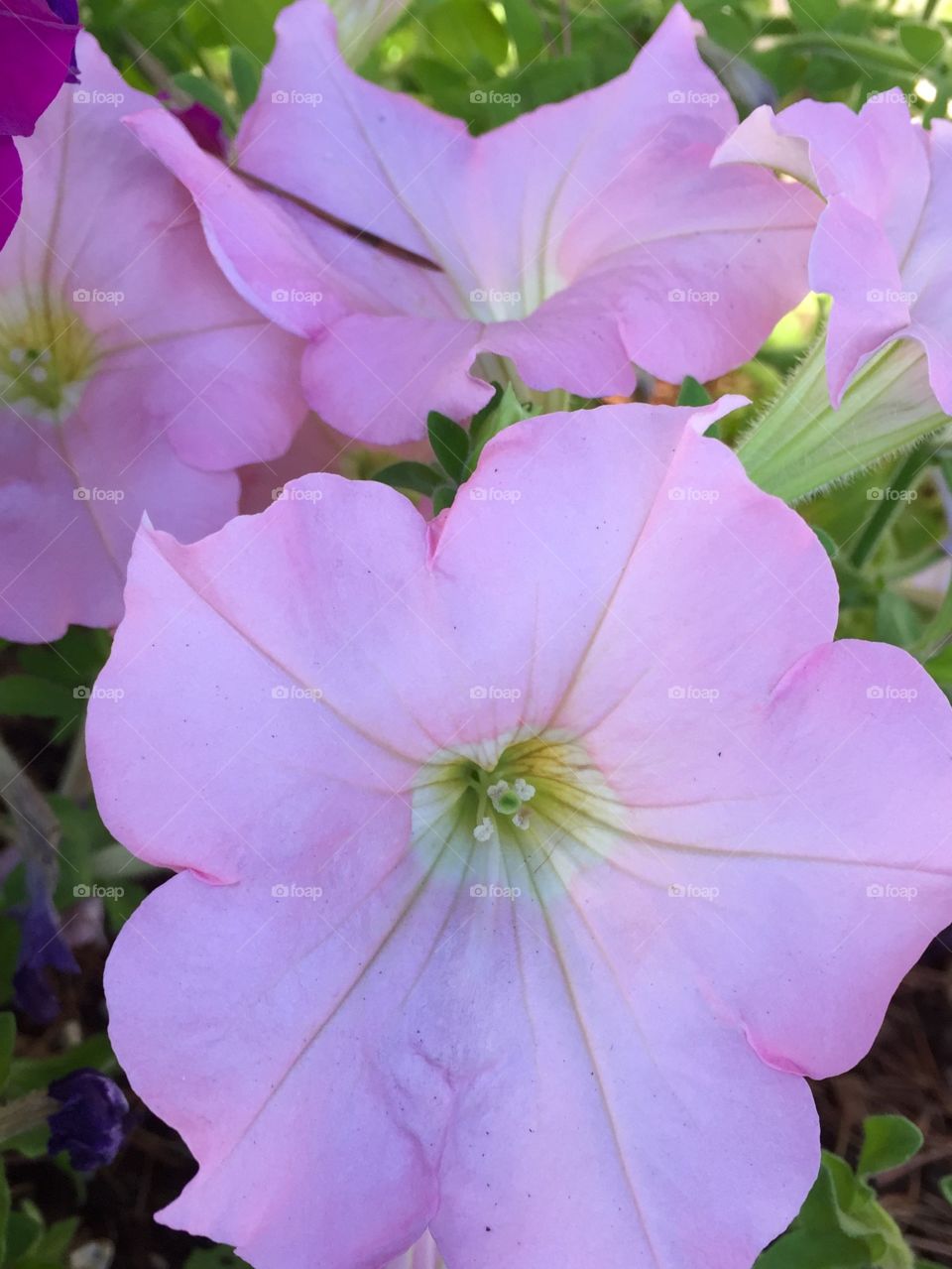 Lavender Petunias