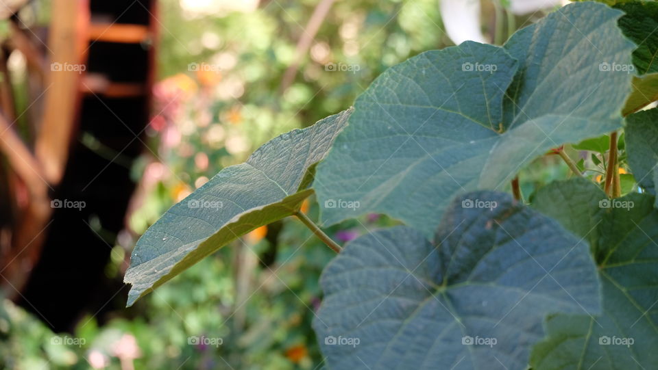 Grape leaves