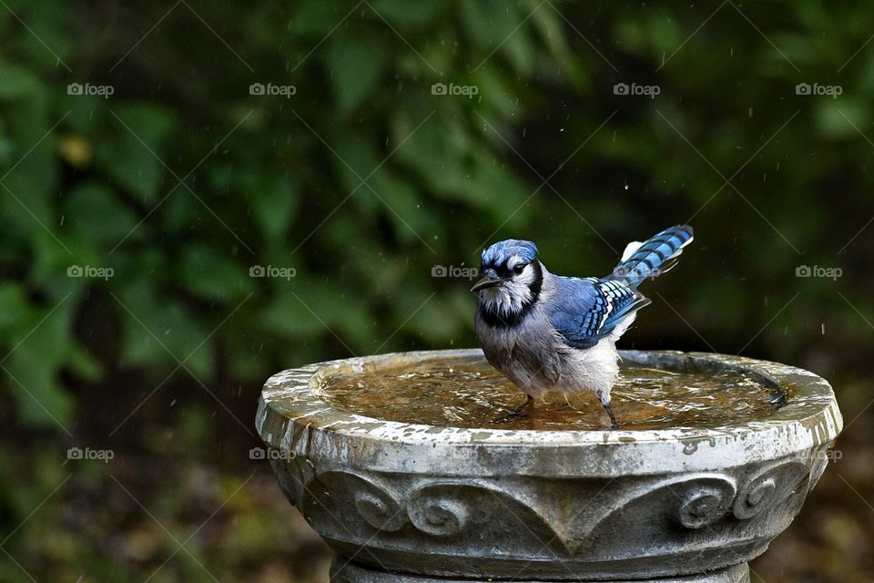 Blue Jay my yard