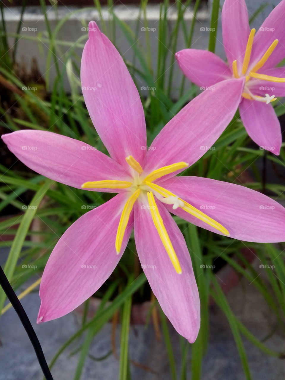 beautiful flower lily