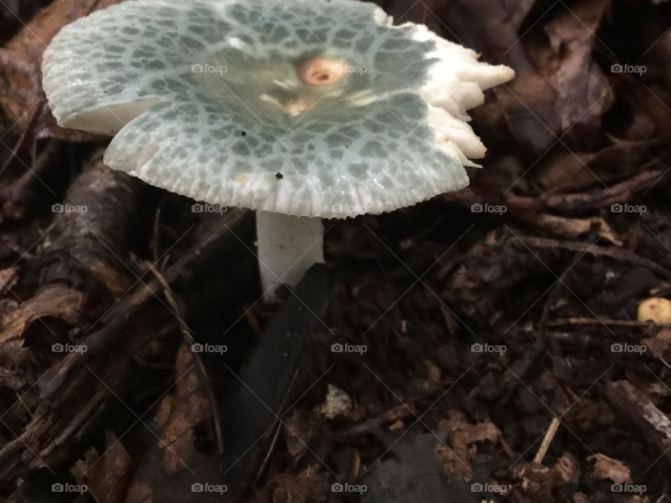 Silvery green mushroom