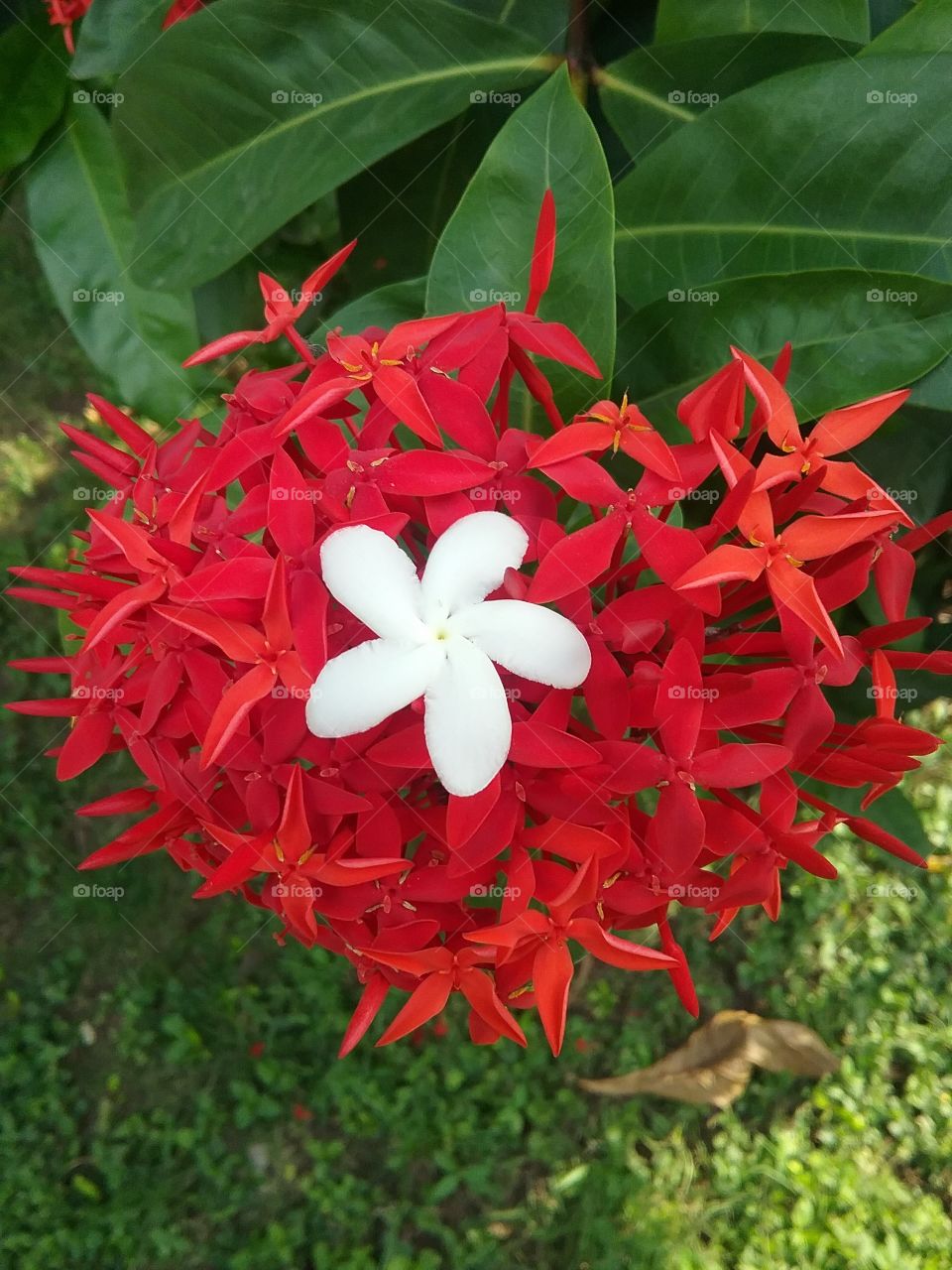 white and red petals