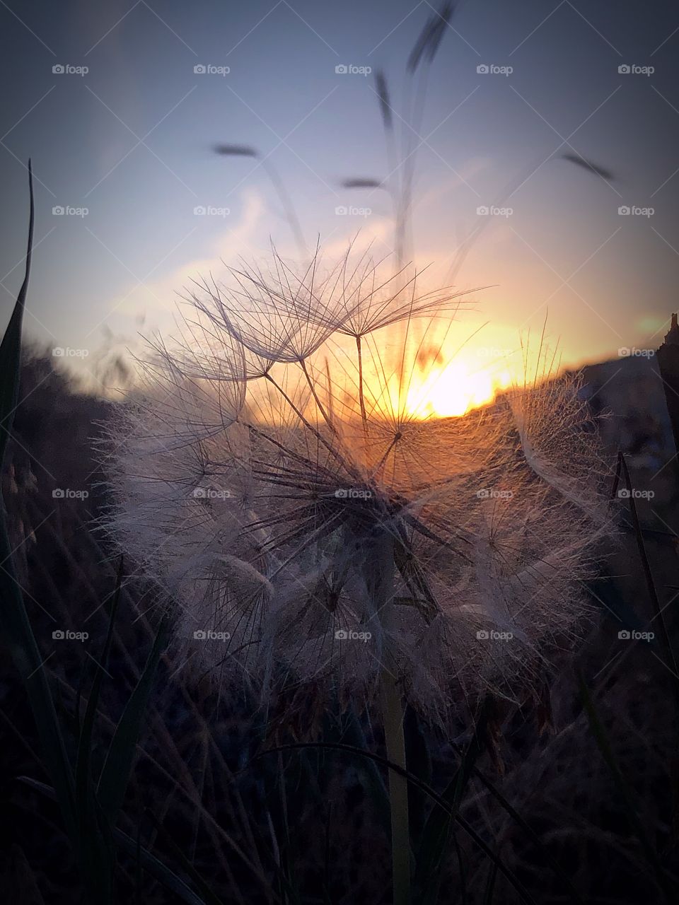 Dandelion at sunset