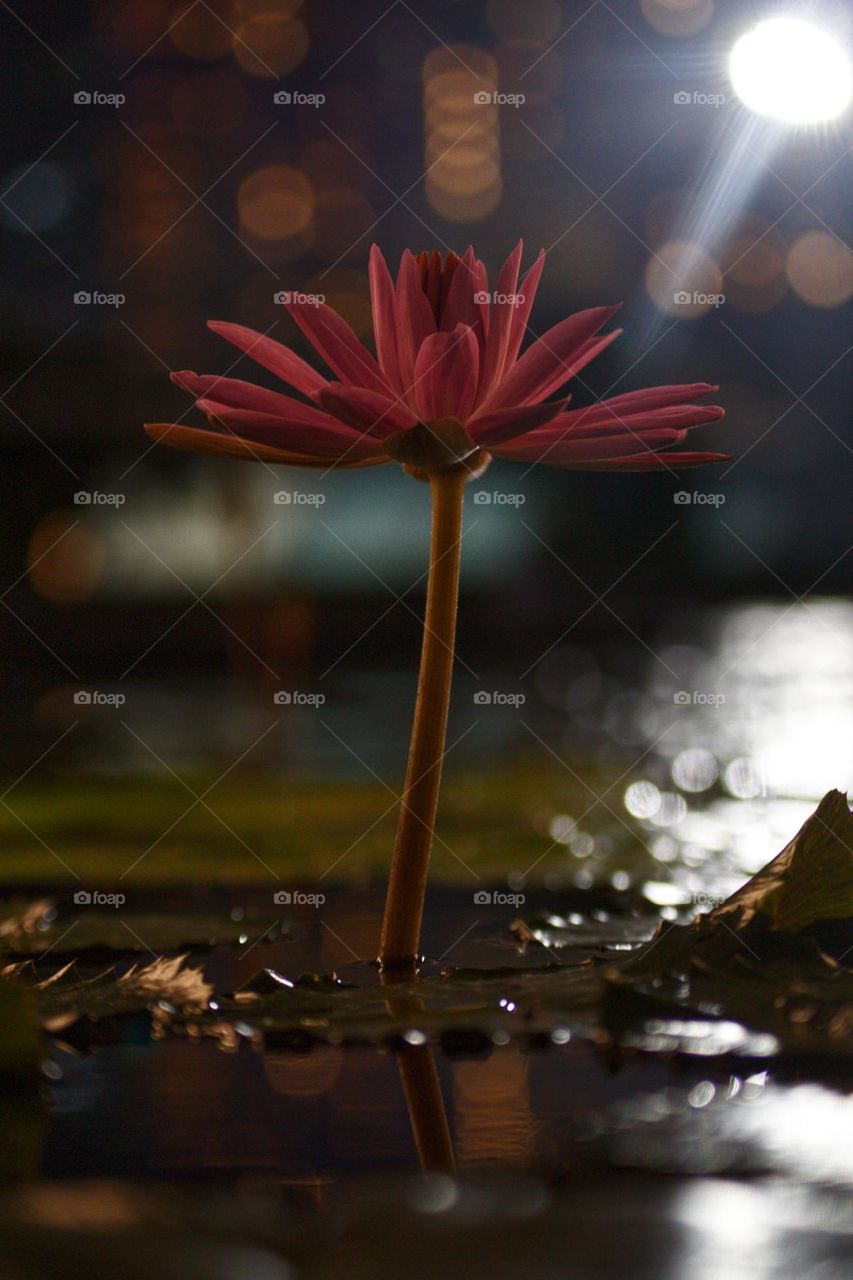 Water lily inside a water fountain posing like a star in the spotlight.