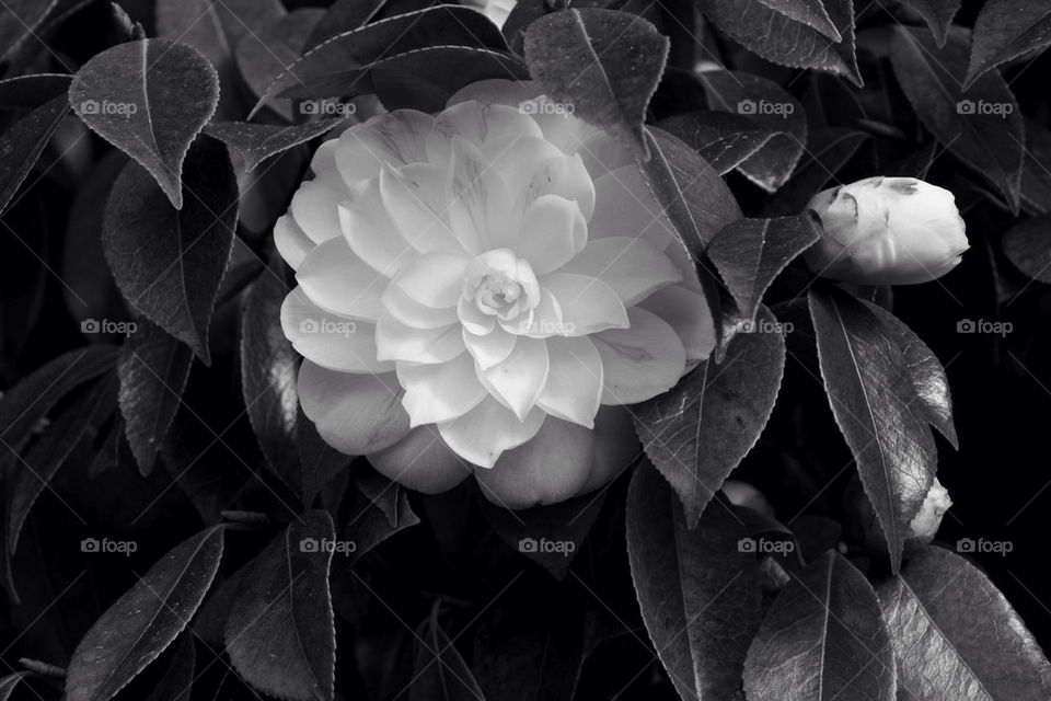 flower white travel black by mmcook
