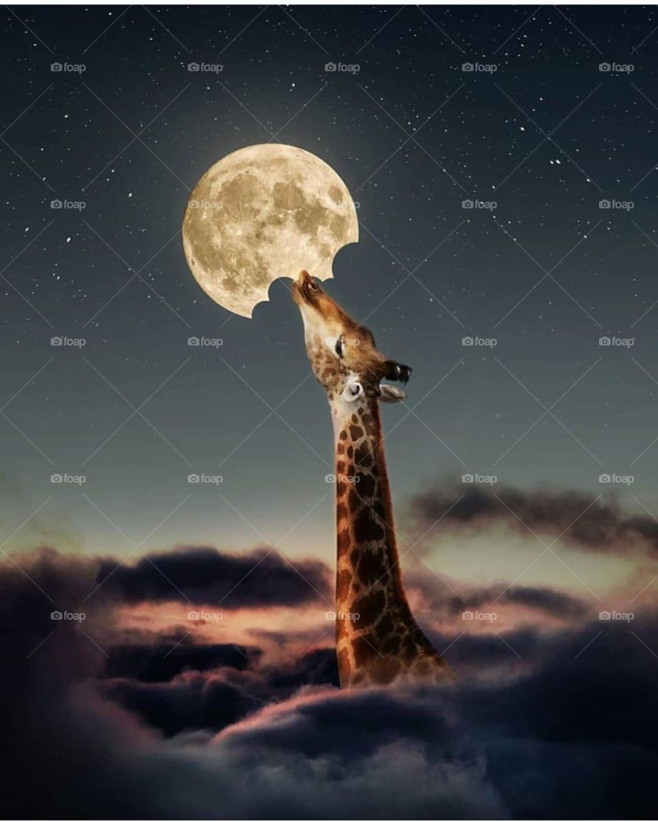 animals, art, art object, night, giraffe, moon, moonlight, night sky