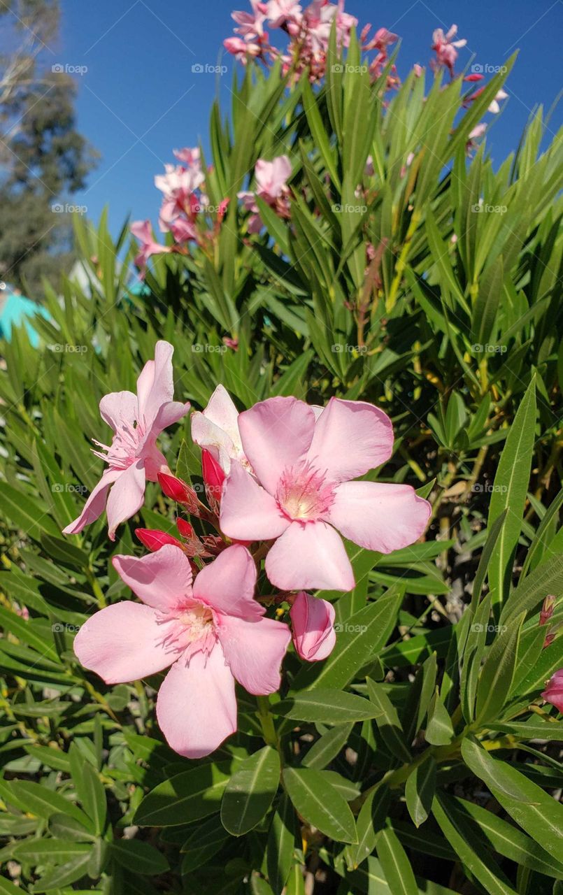 flowers in bloom