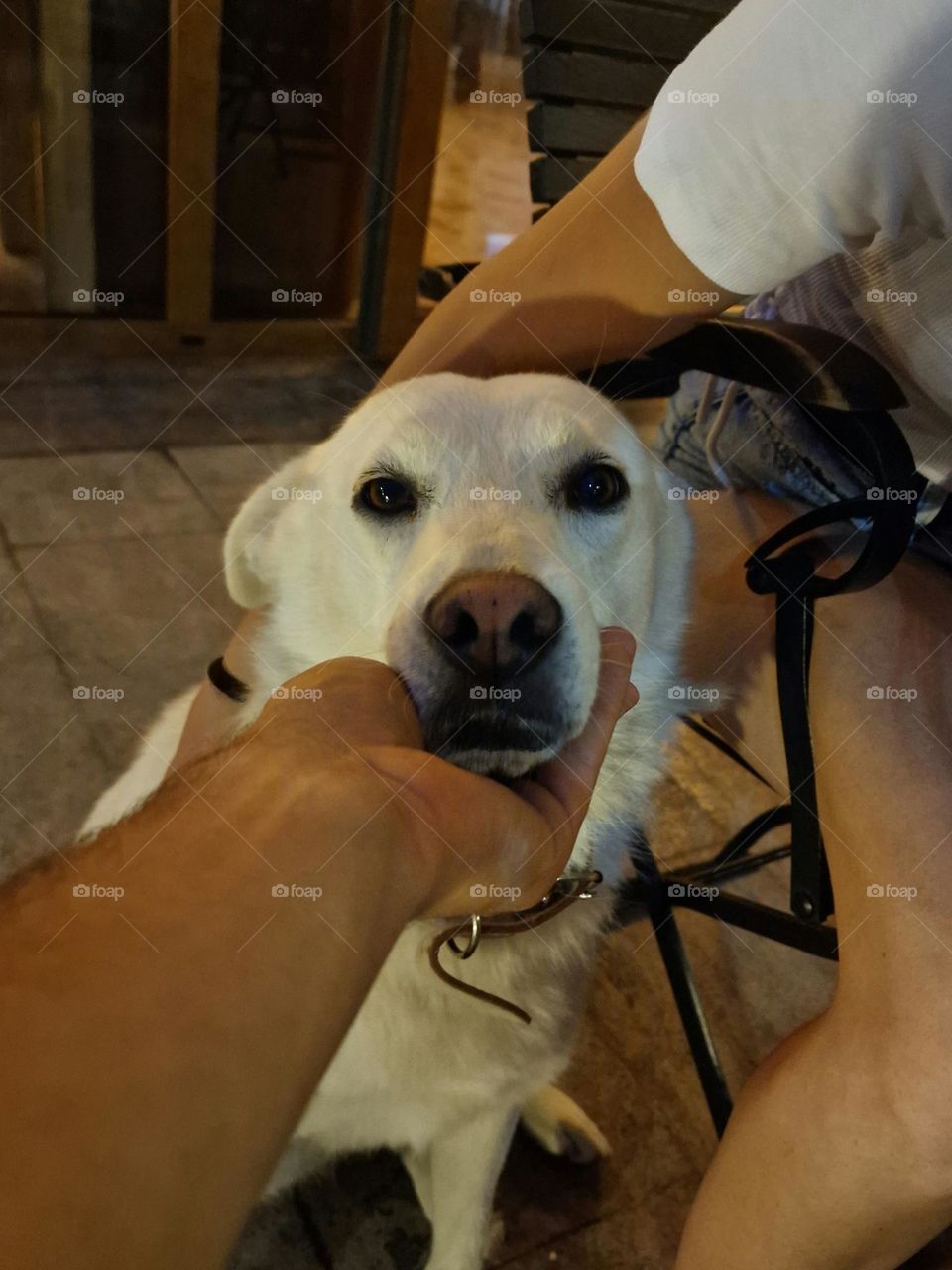 begging dog