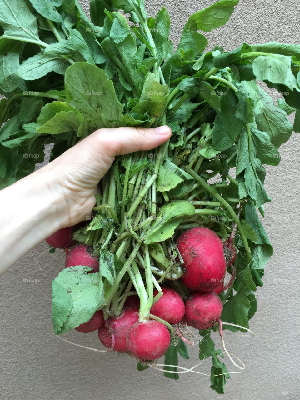 Radish