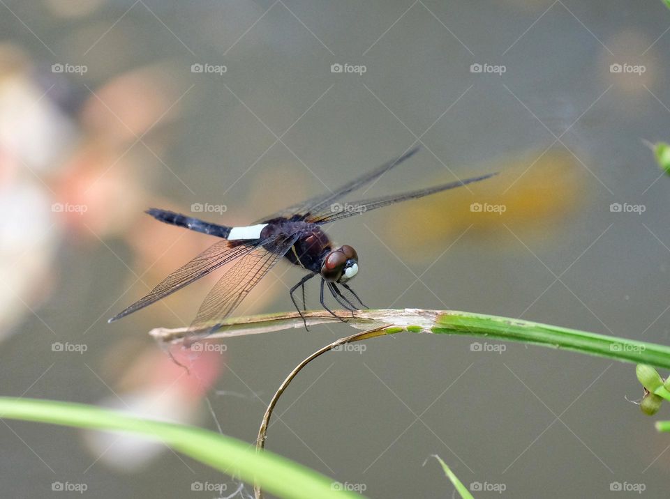 black dragonfly