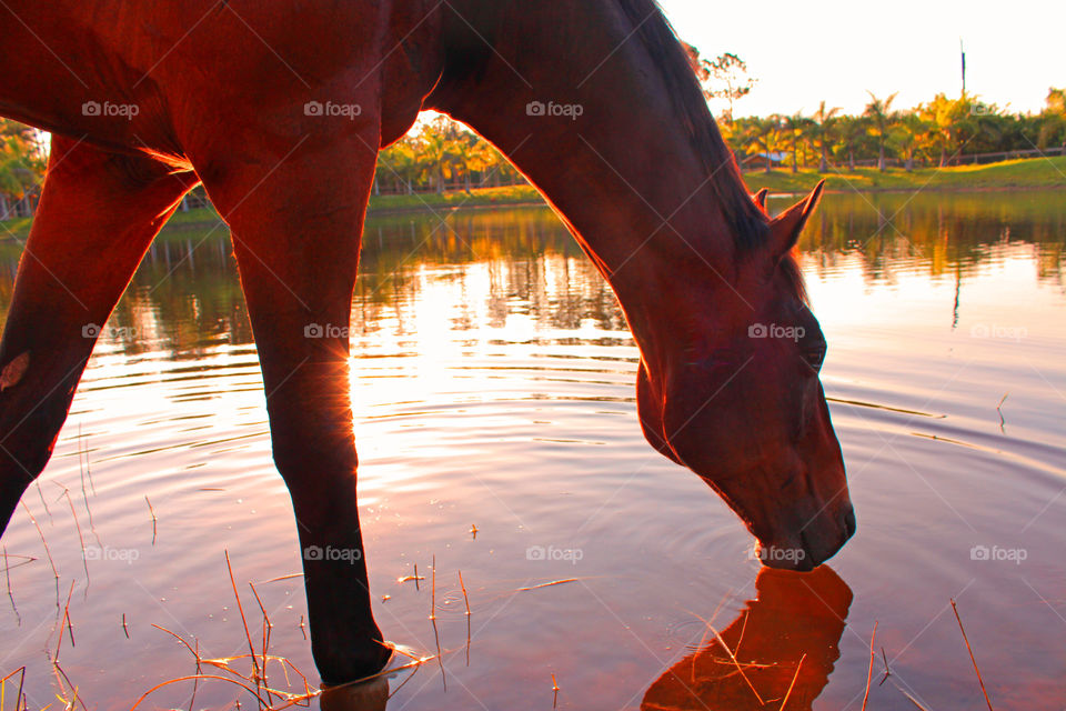 Pond Monster