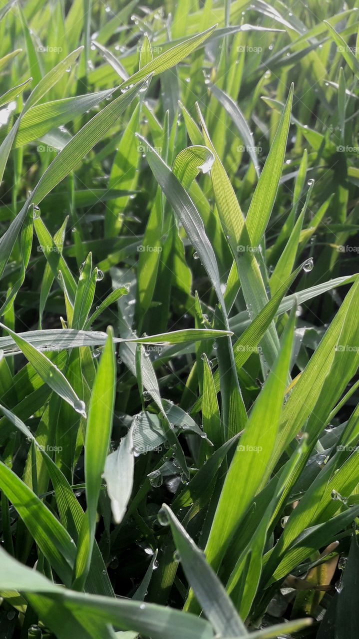 Grass and beautiful morning dew