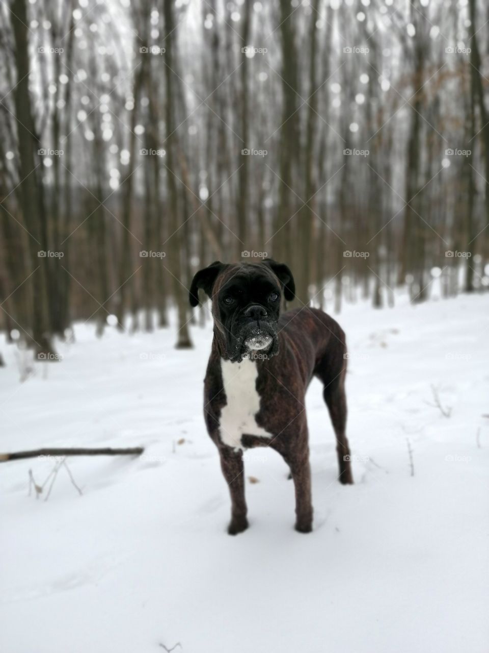 Boxer posing in the woods covered with snow