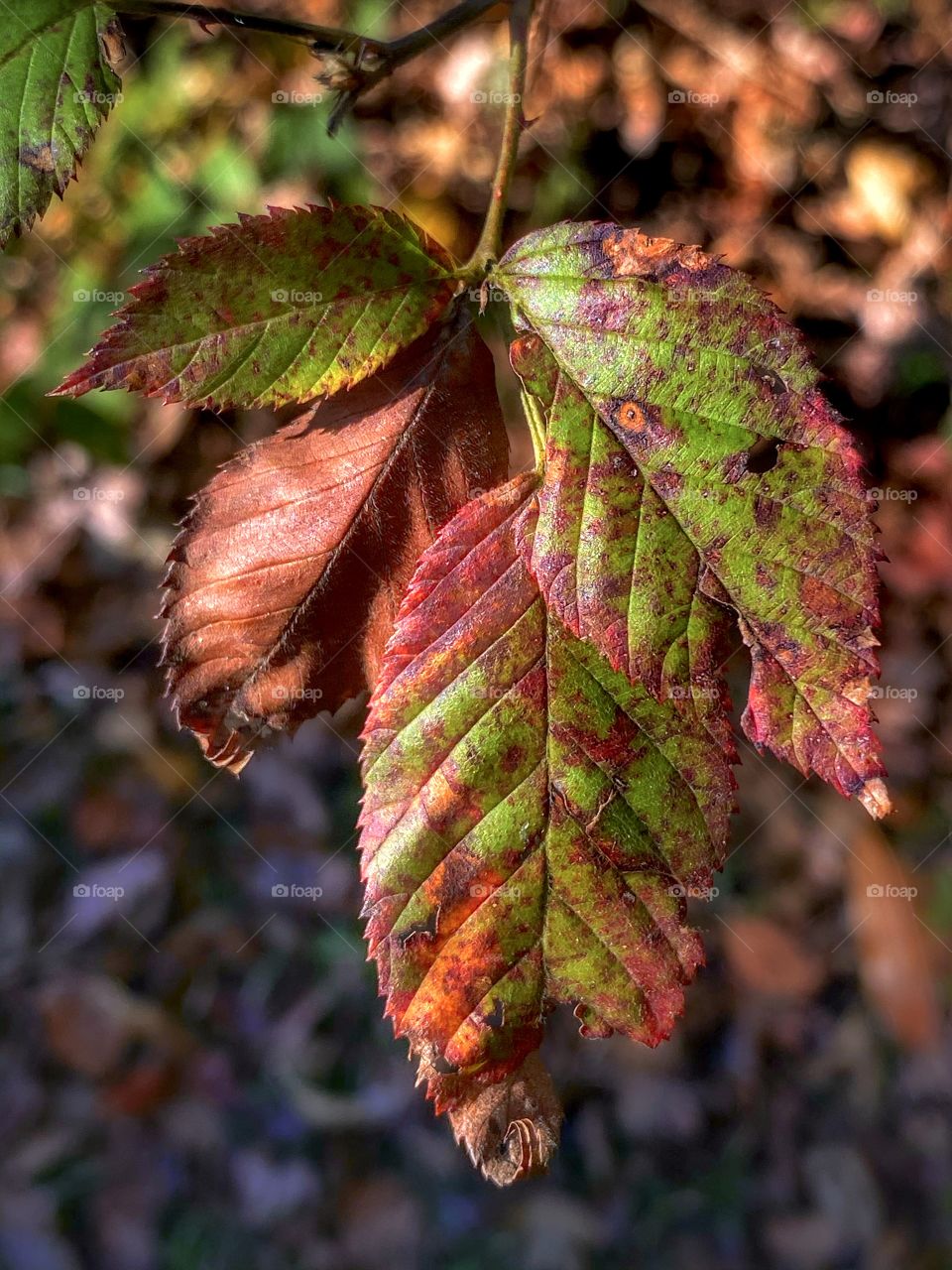 More Autumn Leaves