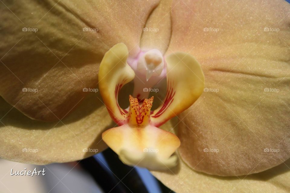 bird orchids inside, white