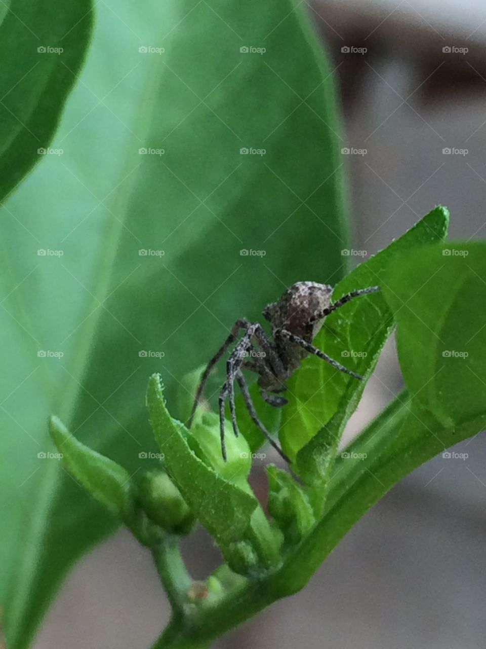 Garden spider 2