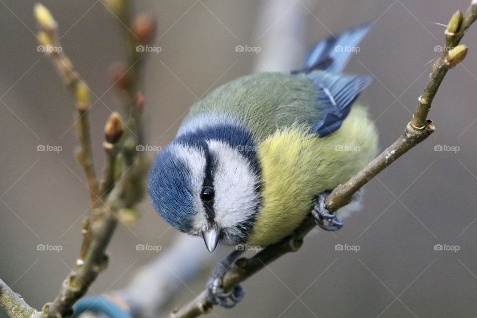 Blue Tit