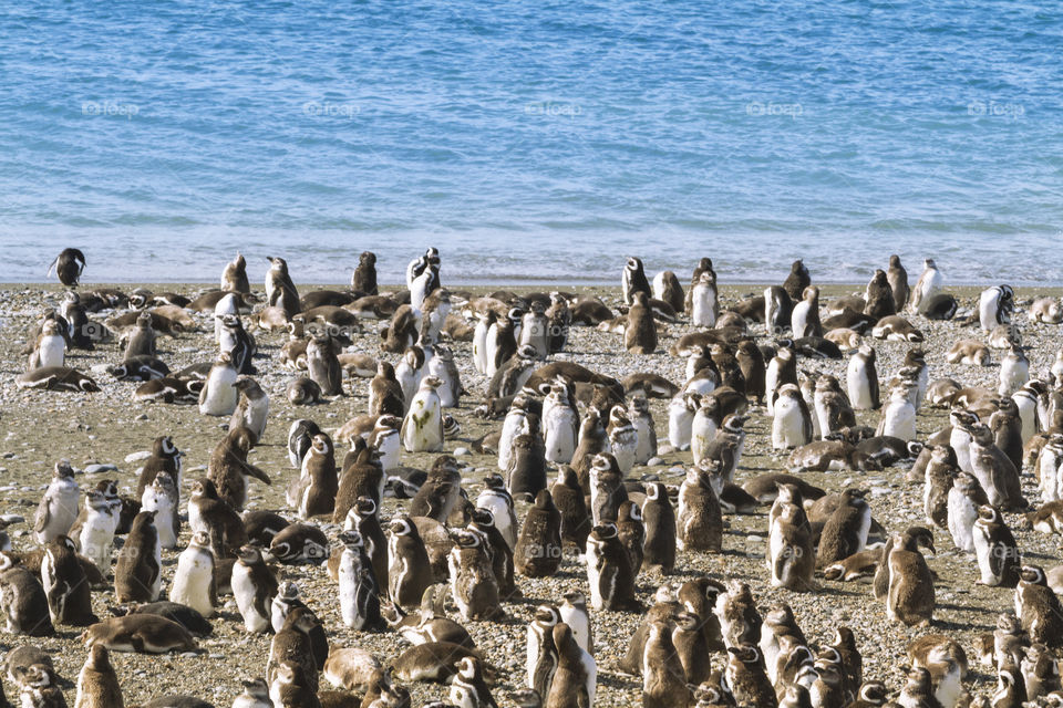 Pinguenera Faro Cabo Virgenes.