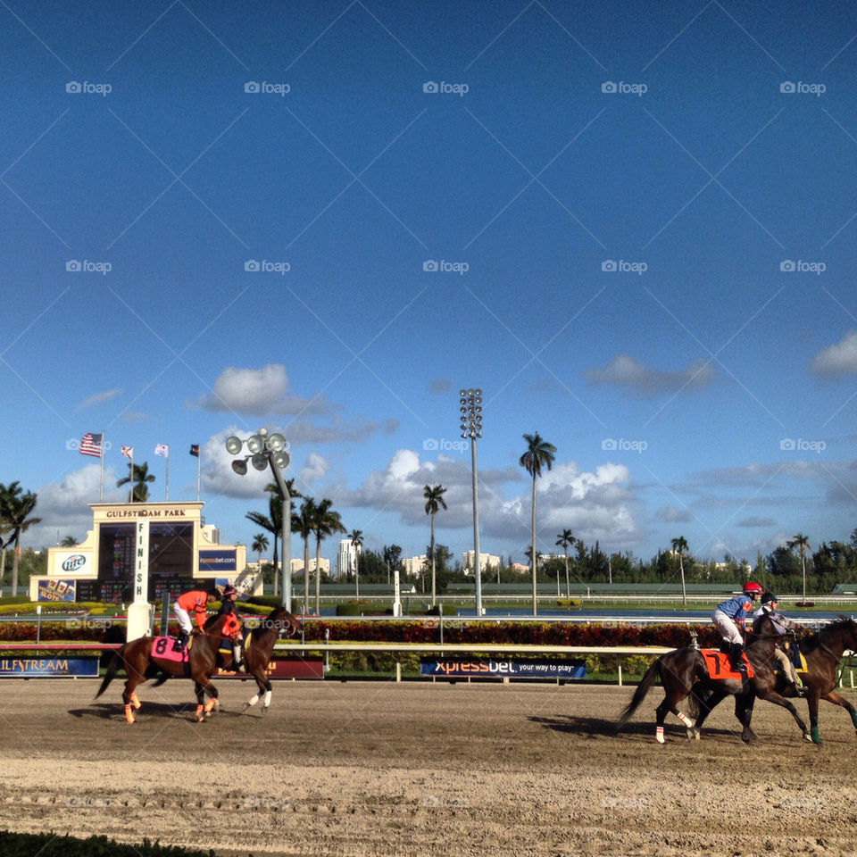 gulfstream park park usa horse by jmsilva59
