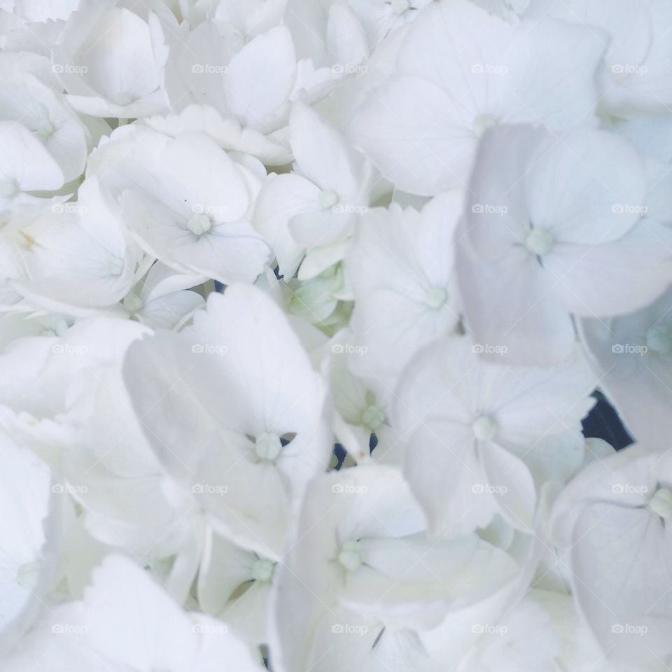 White Hydrangea 