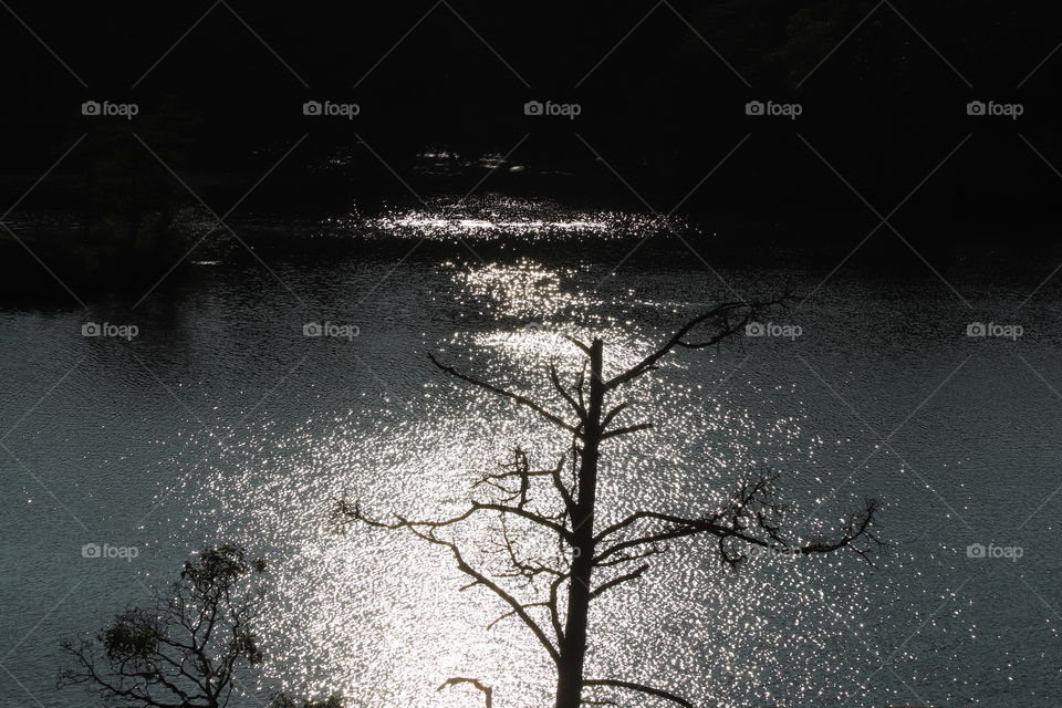 Lonely tree against the lake sparkling on golden hours