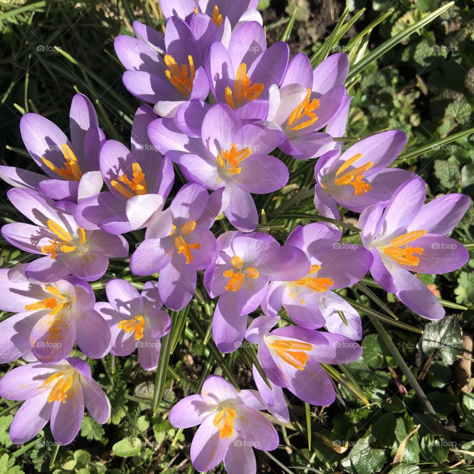 Purple crocus in full bloom in springtime seen from above