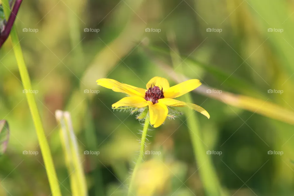 daisy