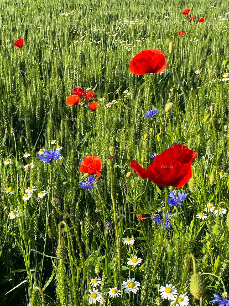Mohn