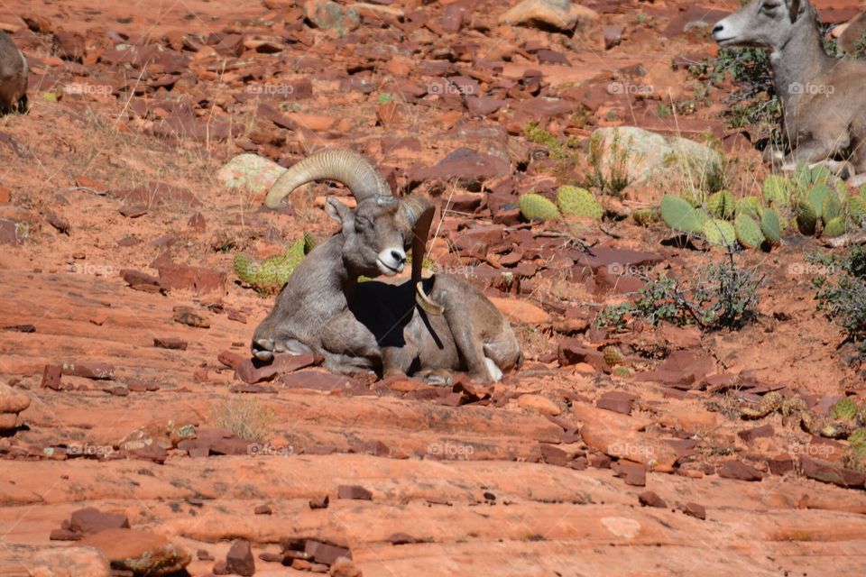 Sleepy Big Horn Sheep