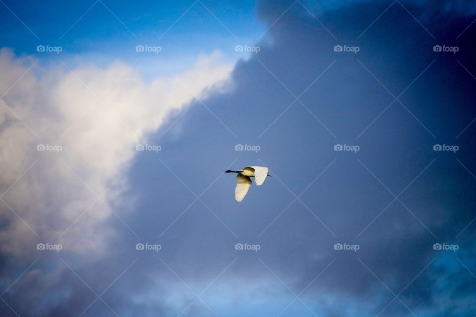 I call this one “Flying Alone” sometimes you’re alone taking the high road and that’s okay.