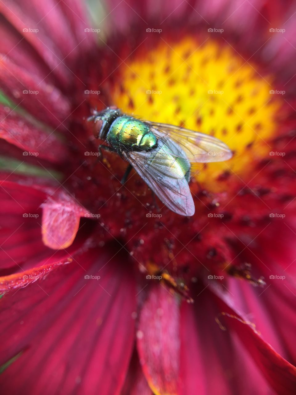 Fly closeup