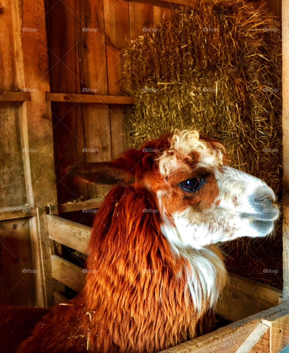 Adorable alpaca—taken in New Era, Michigan 