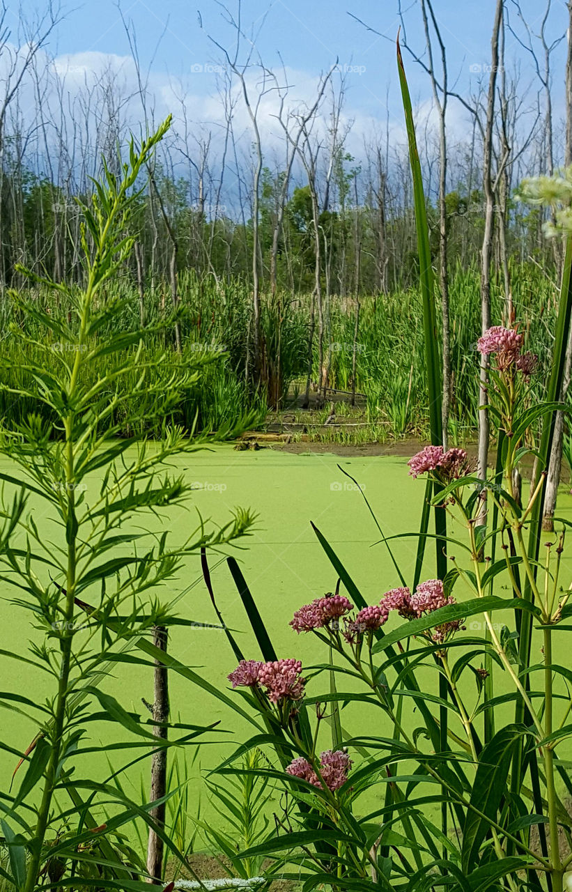 Close-up of nature