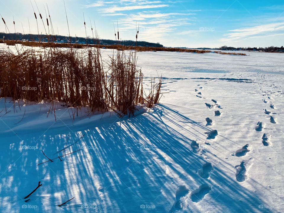 Gorgeous cat tail sunset 