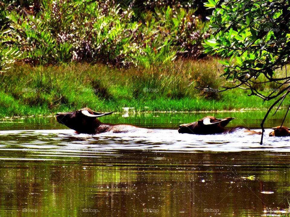 Water buffaloes