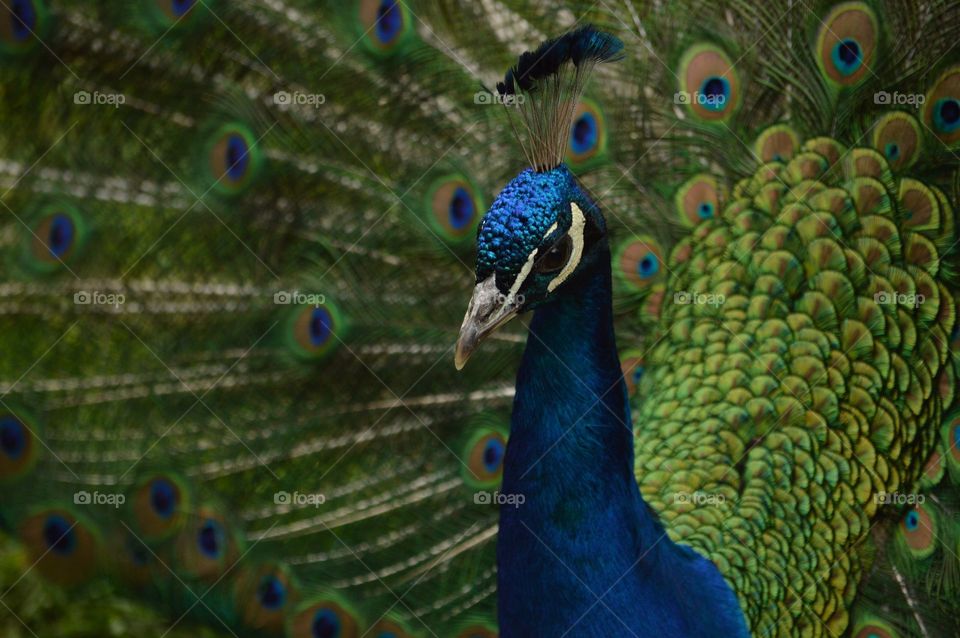 Peacock with blue and green feathers proudly displays its plumage