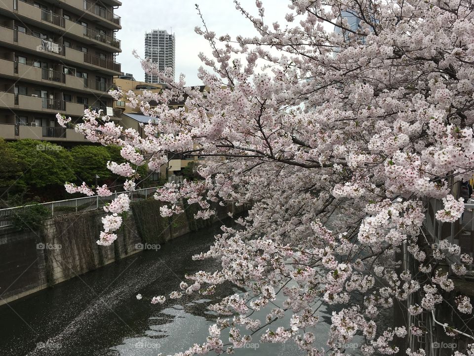 Cherry blossoms along Meguro River, Tokyo. Spring 2017. 