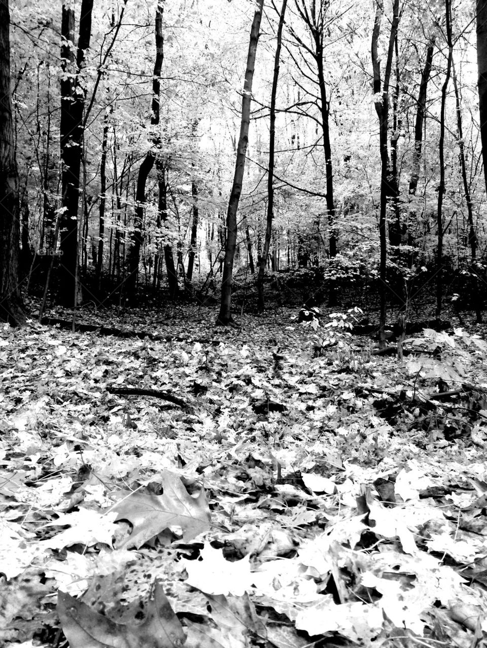 seen in black and white 