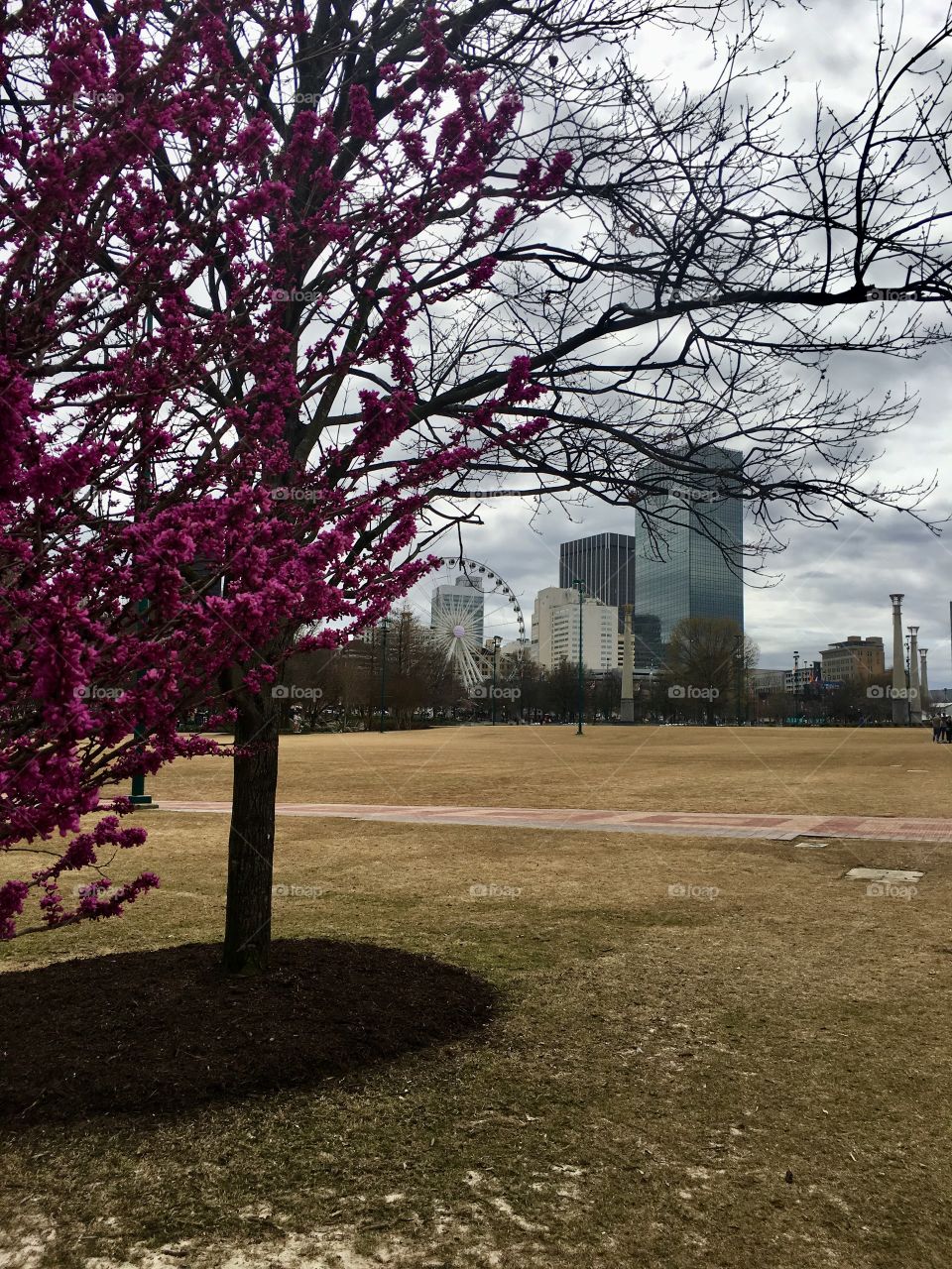 Beautiful purple blooms in Centennial Olympic Park with downtown Ferris and downtown Atlanta in background