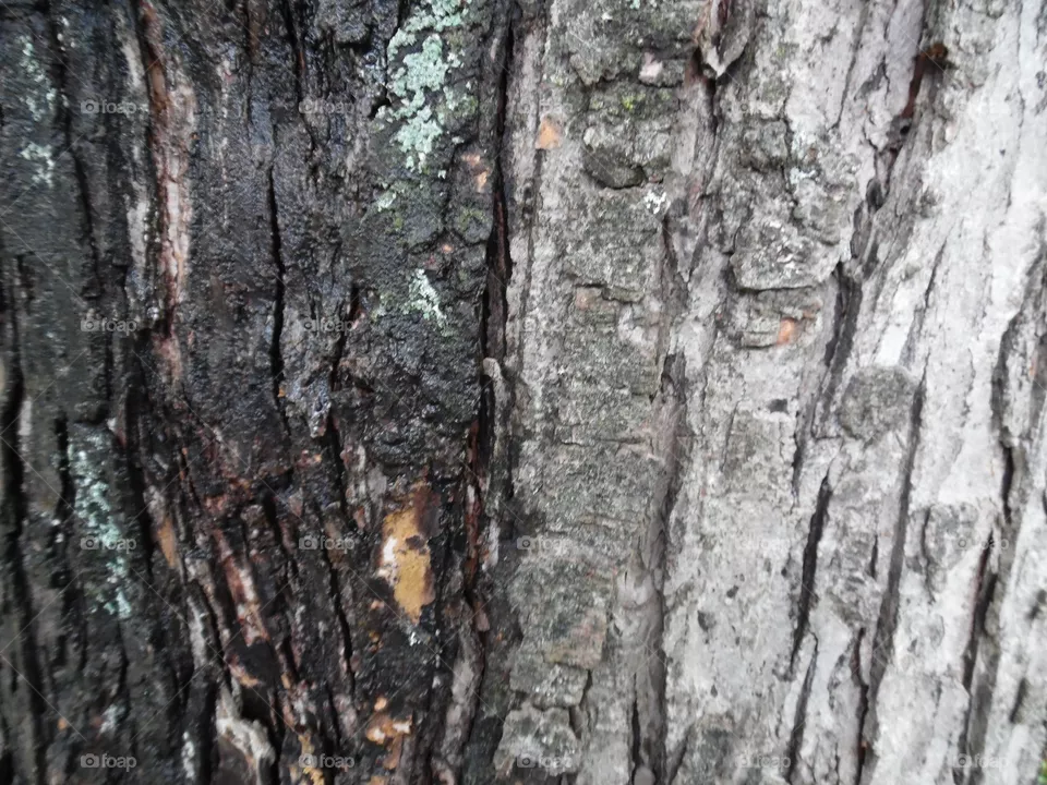 tree