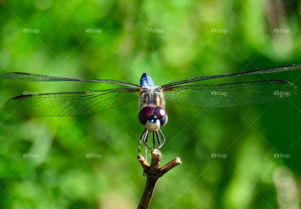 Blue dragonfly