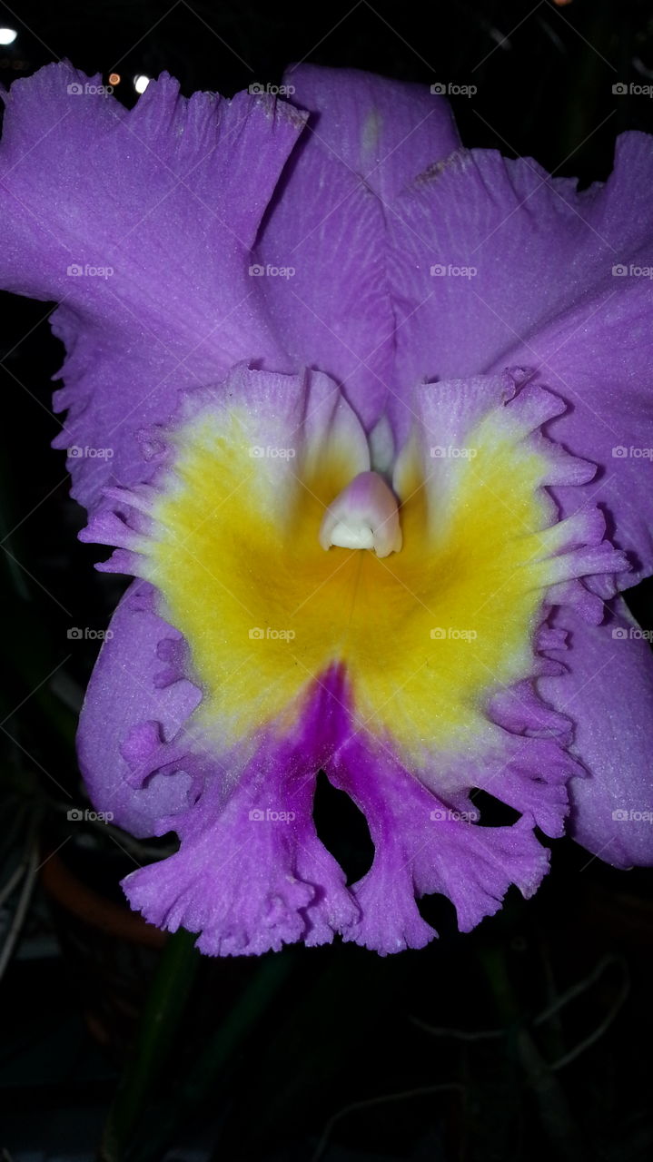 exotic fragrant tropical orchid flower