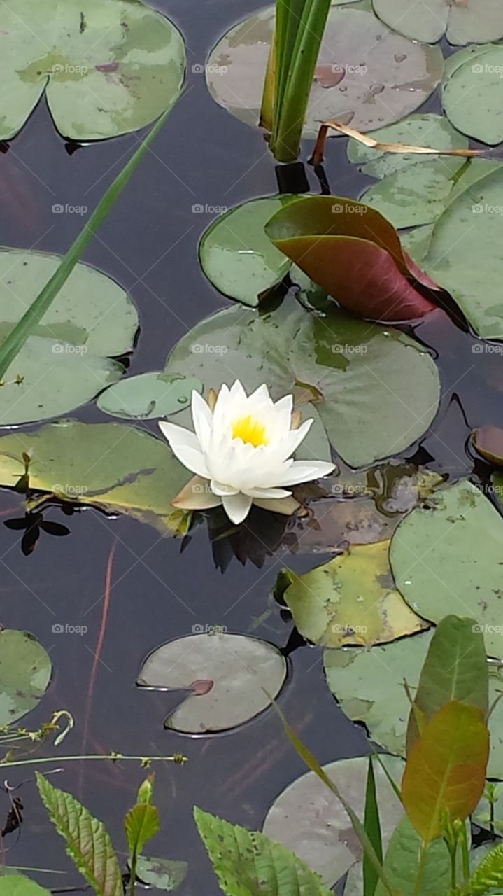 lilly pad flower